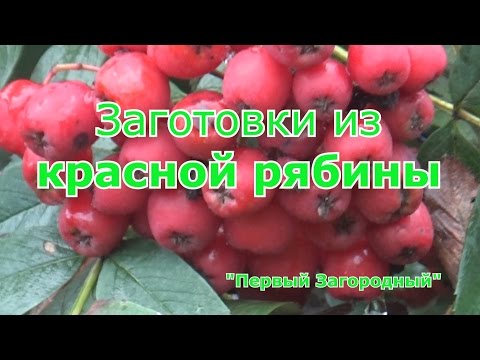 Видео: Заготовка красной рябины. Сушка и заморозка