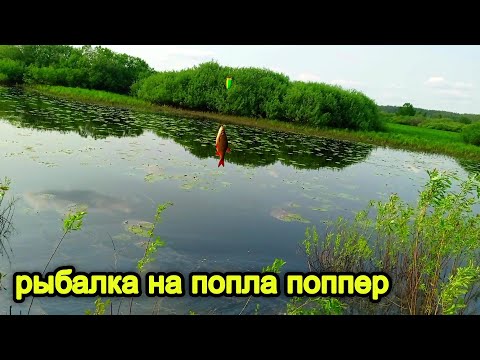 Видео: Рыбалка на попла - поппер. Рыбалка в Беларуси . Попла-поппер.