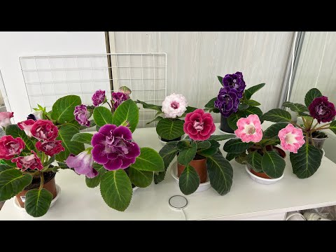 Видео: Глоксинии, цветение, выращивание