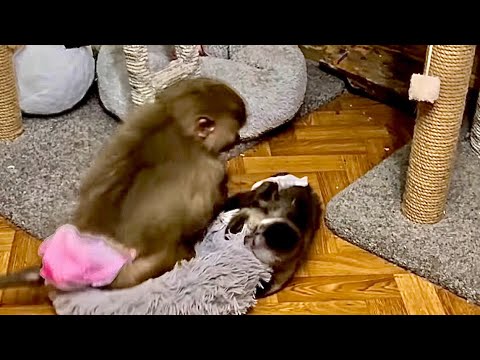 Видео: Маня дома конечно ДАЛА ЖАРУ! Финику она решила стать мамой, а котов просто разогнала по углам)