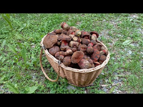 Видео: За любимым грибом!!! По грибы 15 июня 2024 года.