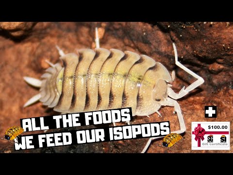 Видео: Вся еда, которой мы кормим равноногих раков | Плюс 1 новый корм для равноногих раков