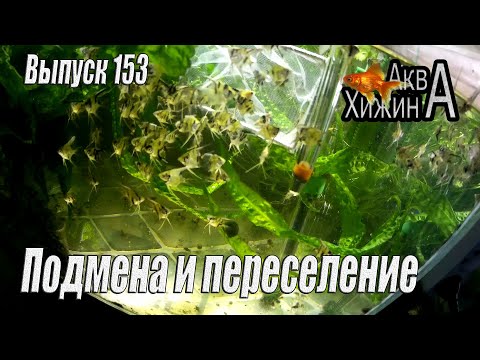 Видео: Подмена и пересадка у скалярят (Аква Хижина, выпуск 153)
