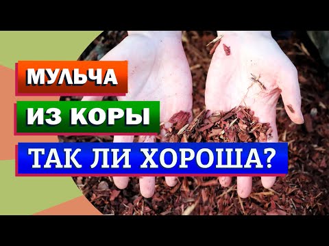 Видео: Мой опыт, плюсы и минусы, подробный рассказ