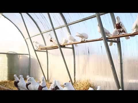 Видео: Андижанские (Омск) осень 2021г.