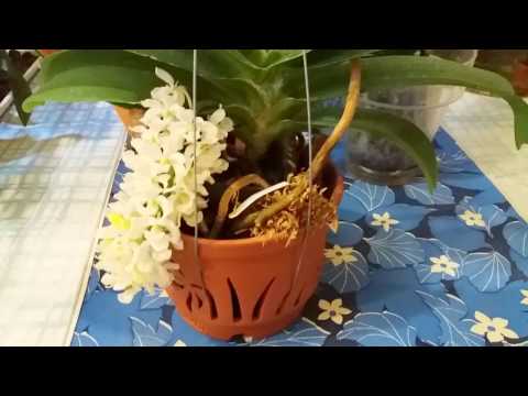 Видео: Ринхостилис гигантея Альба в цвету и мои валентинки!