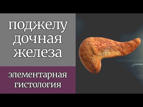 Видео: Поджелудочная железа | Элементарная гистология