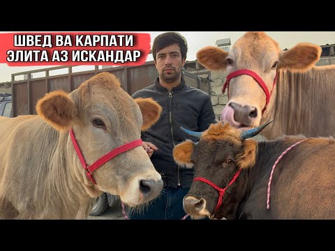 Видео: 13 ноября 2025 г.