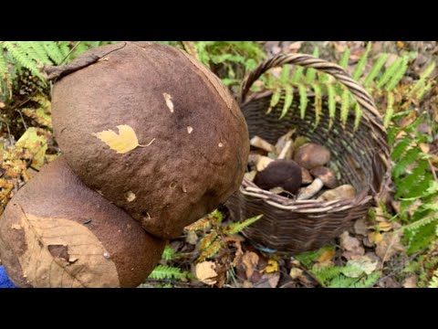 Видео: Гриби Рекордсмени ✅Збір грибів у жовтні