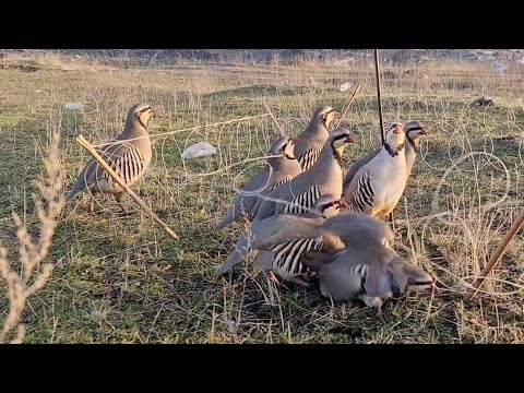 Видео: 9 декабря 2023 г.