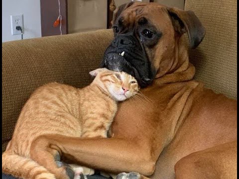 Видео: 😺 Мой кот - моя опора! 🐶 Смешное видео с собаками, кошками и котятами! 🐱