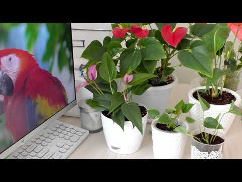 Видео: Антуриумы Пересадка в правильный грунт / House Plants