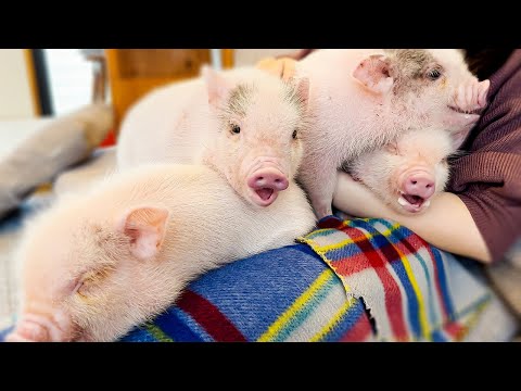 Видео: Посещение японского кафе Micro Pig🐷 | мипиг кафе Мегуро