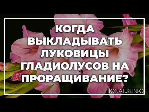 Видео: Когда выкладывать луковицы гладиолусов на проращивание? | toNature.Info