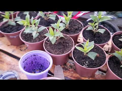 Видео: Про гортензии, о том как я их пересаживаю. https://t.me/alinadementeva232