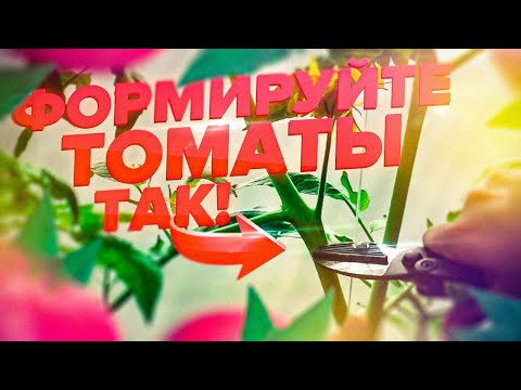 Видео: КАК УВЕЛИЧИТЬ УРОЖАЙ ТОМАТОВ? ФОРМИРОВАНИЕ ТОМАТОВ В ОДИН, ДВА, ТРИ СТЕБЛЯ. ПРОСТЫЕ СОВЕТЫ