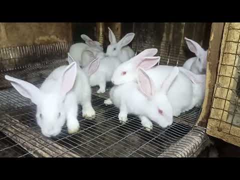 Видео: Хиколо чи сир доран...