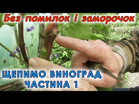 Видео: Перещеплення винограду без помилок та заморочок. #виноград #щеплення