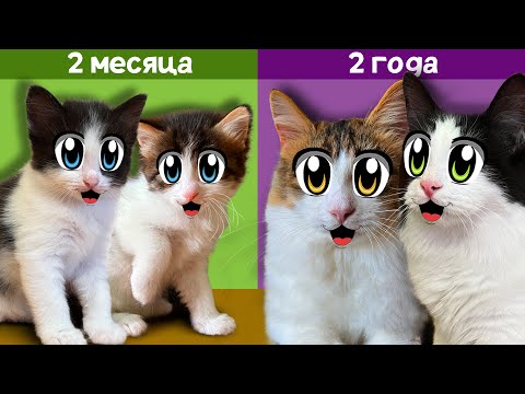 Видео: КАК РОСЛИ ЮГИ и ЯНИ! МАЛЕНЬКИЕ КОТЯТА И ИХ ПЕРВЫЕ 24 ЧАСА! ИСТОРИЯ БЕЗДОМНОЙ КОШКИ ИСЫ! СМЕШНЫЕ КОТЫ