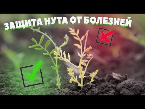 Видео: НУТ | Фунгицидная защита | SYNGENTA | Часть 3 |