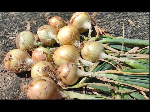 Видео: ГНИЄ ЦИБУЛЯ, ЩО РОБИТИ