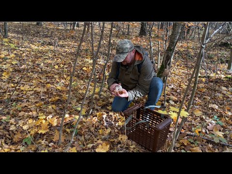 Видео: Якісні найкращі білі Гриби які ростуть в останні дні Сезону..Гриби продовжують рости 