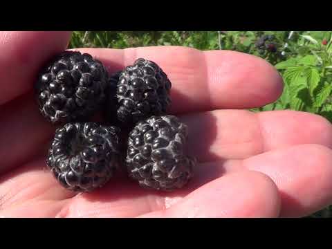 Видео: ЧЕРНАЯ МАЛИНА  БРИСТОЛЬ