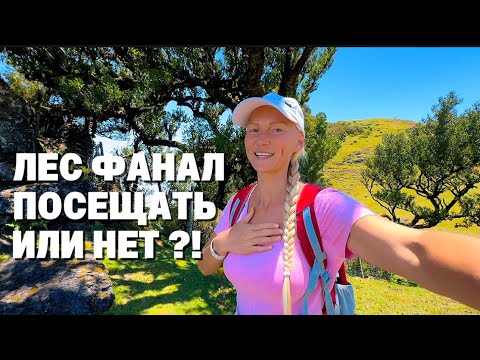 Видео: Ночь у Океана на Мадейре: Как Мы Жили в Машине и Исследовали Лес Фанал! 9 день. Часть 1.