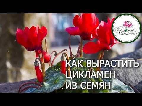 Видео: Цикламен из семян - это просто