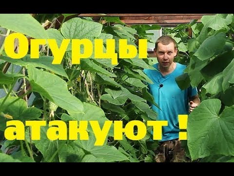 Видео: Холостякую//Огурцы атакуют!//Итоги июля