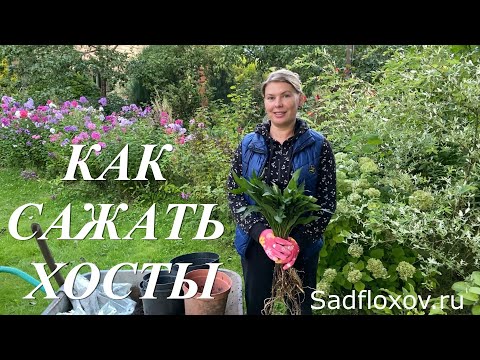 Видео: Как сажать хосты. Посадка хост в горшки и открытый грунт.