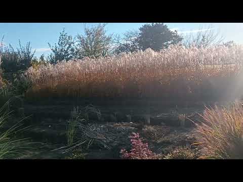 Видео: Сад півдня Прогулянка садом