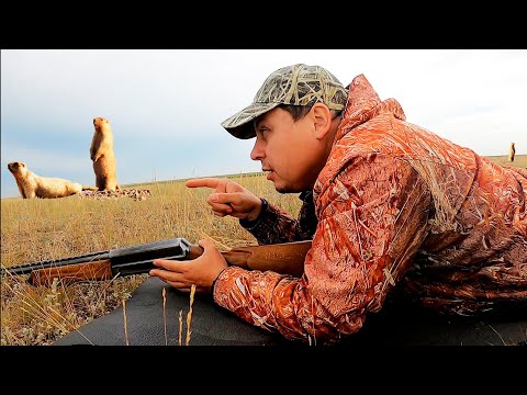 Видео: Тишина степей — охота на сурка без лишних звуков. Охота 2025г.