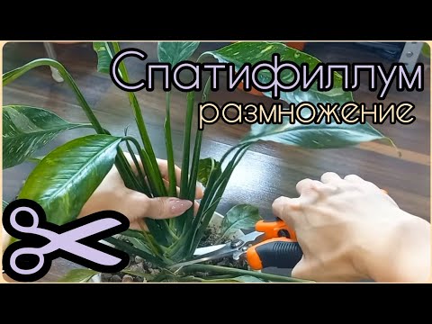 Видео: Из одного старого СПАТИФИЛЛУМА четыре новых🌱Размножение без боковых порослей🌸Женское счастье🌱Домино