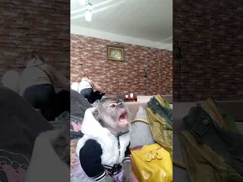 Видео: Обезьянка Малиса голодная #stylishmonkeys #monkey #funny #fypシ #malisa #animals