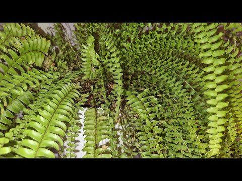 Видео: Обзор моих Папоротников 🌱❤️ Для одной прекрасной девушки.