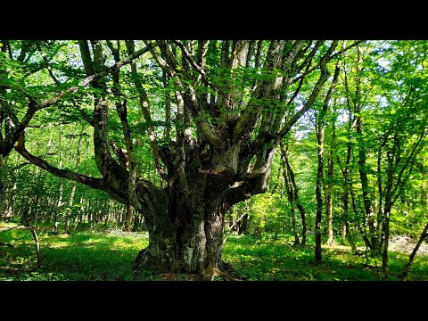 Видео: Коп с двумя ночёвками в горах.