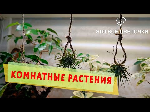 Видео: Комнатные растения  Обзор  Комментарии