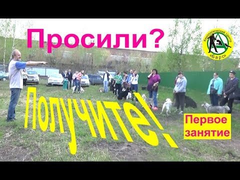 Видео: Первое занятие. Кинологический центр Барс. Дрессировка собак в Новосибирске