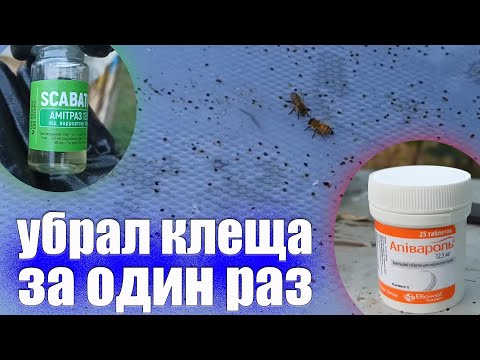 Видео: Как убрать клеща на пасеке. Обработка пчёл от клеща варроа  СКАБАТОКС(тактик) и Апивароль