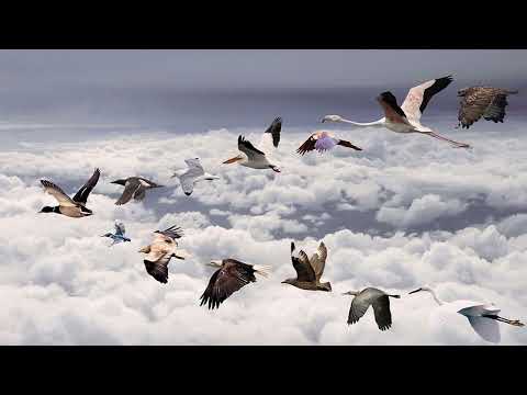 Видео: Які птахи прилітають першими навесні?