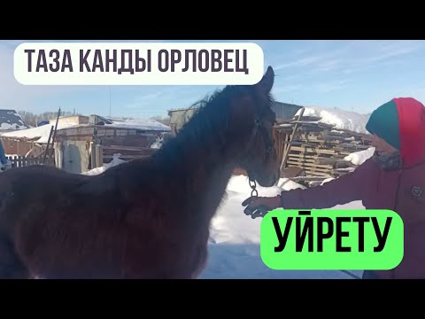 Видео: Жабағы үйрету, Таза қанды Орловец