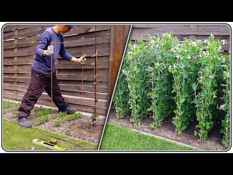 Видео: 154. Красивые грядки для гороха.