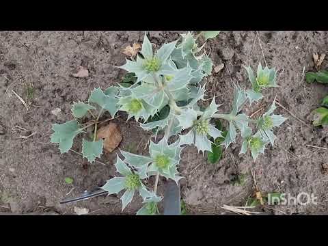 Видео: Саласпилс Ботанический сад! Великолепие!