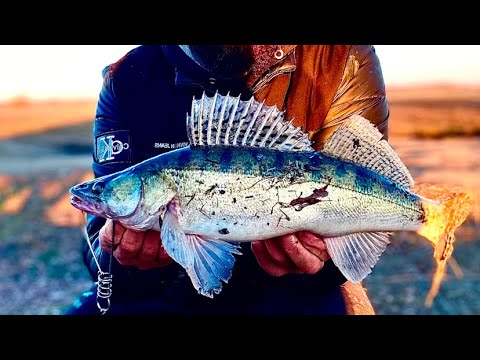 Видео: Да сколько же тут Карася 2025 #fishing 