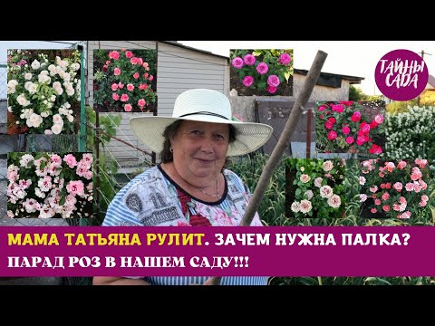 Видео: МАМА ТАТЬЯНА РУЛИТ )) РОЗЫ. ПАРАД РОЗ В НАШЕМ САДУ!!! ЗАЧЕМ НУЖНА ПАЛКА? РОЗЫ, КОТОРЫЕ ВАС ПОКОРЯТ!