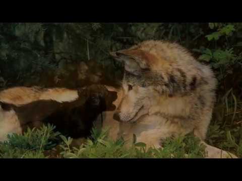 Видео: Волчонок - волк исп. Виват Басов