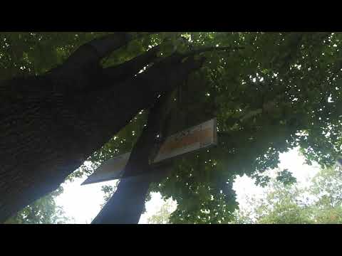 Видео: Аншлаги 34,94 на дереве: троллейбус 6838 по 34 СПб 13-*: ВМЗ-5298.01 Авангард 6838 по №34 (18.07.23)