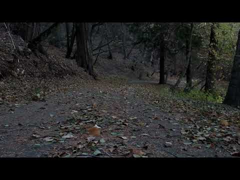 Видео: 🍁Шум порывистого,осеннего ветра и Шорох опавшей листвы.🍂Звуки осени для Релакса, Сна, Снятия стресса