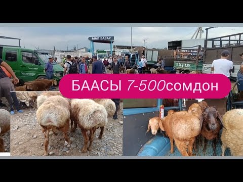 Видео: ТОКМОК МАЛ БАЗАР КОЙ БАЗАР 17-АВГУСТ 2025ж 